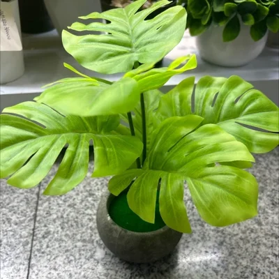 Simulated turtle-back leaf green plant potted plant, simulated green plant leaf film, office, living room, home small bonsai